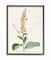Stupell Industries Botanical Flower Black Framed Wall Art